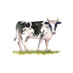 watercolor drawing sketch of cow at green grass isolated at white background, hand drawn illustration