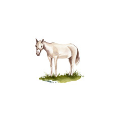 watercolor drawing sketch of white horse at green grass, hand drawn illustration