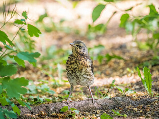 A fieldfare chick, Turdus pilaris, has left the nest and sitting on the spring lawn. A fieldfare...
