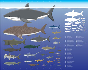 Shark Sizes Comparisons Cartoon Vector Illustration Set