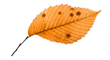 autumn leaf isolated on white png