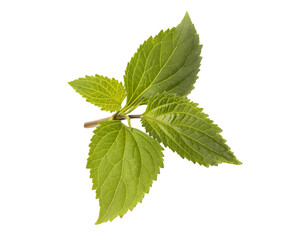 leaves png