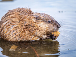 Wild animal Muskrat, Ondatra zibethicuseats, eats on the river bank