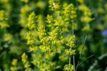 Cruciata laevipes flower in meadow