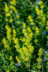 Obraz premium Cruciata laevipes flower in meadow, close up 