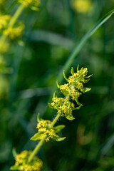 Cruciata laevipes flower in meadow, close up shoot	
