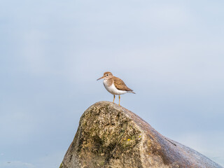 Common sandpiper, Actitis hypoleucos, resting lake shore under raindrops.