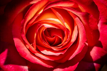 A closedup shot of a red rose.