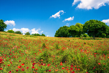 A sea of red poppies in Showa Kinen Park, Tachikawa, Tokyo. 