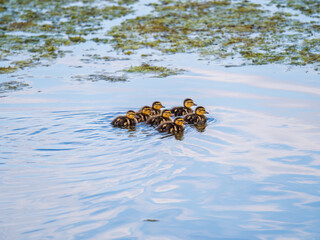 Cute little duckling swimming alone in a lake or river with calm water