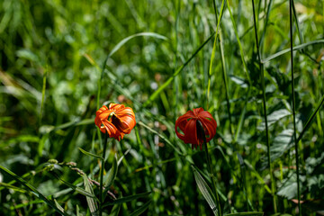 Lilium carniolicum flower growing in meadow, close up shoot	