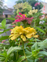 Common Zinnia or Zinnia elegans is one of the most famous flowering annuals of the genus Zinia. this flower is yellow with natural background