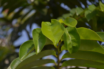 Fresh hanging leaves in the morning