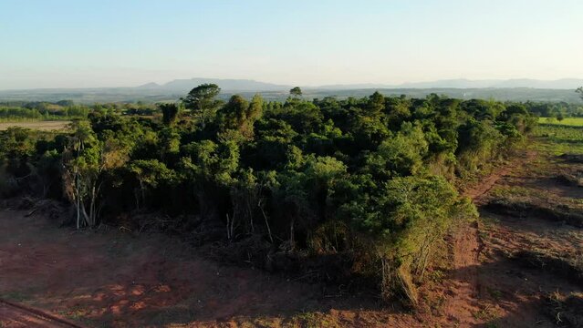 Cleared jungle in south america next to monocultures of sugar cane - loosing nature