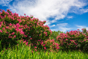 Obraz premium Vivid crape myrtle flowers blooming profusely.