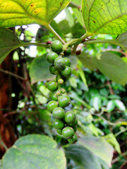 Black pepper plant in India. Green pepper seeds. 