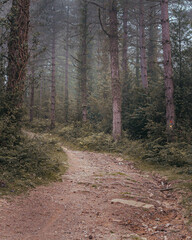 chemin forêt basque