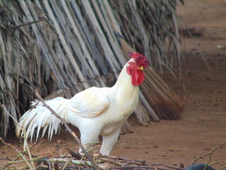 rooster in the farm