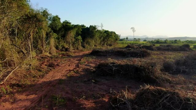 Cleared jungle in south america next to monocultures of sugar cane - loosing nature
