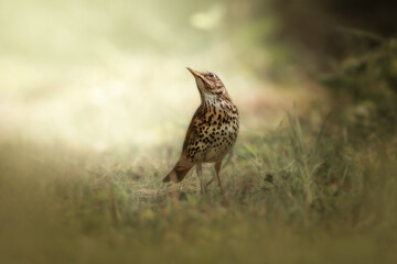 Zorzal al sol (Thrush with sunlight)