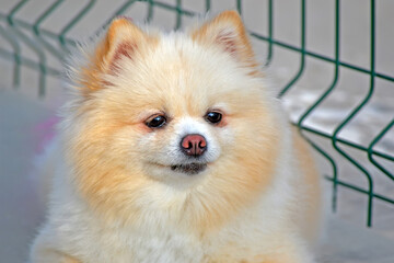 cream-colored Pomeranian dog aka Pom (Zwers, Tumbleweed, Deutscher Spitz, Zwergspitz) sitting on the street near grid and waiting with hope, domestic home animal , pets closeup