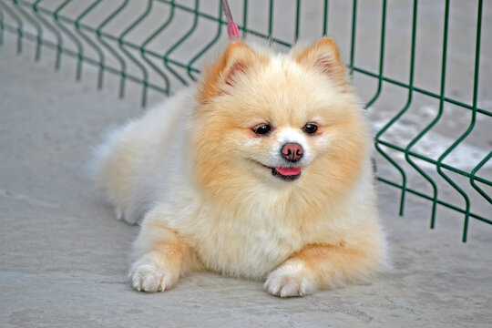cream-colored Pomeranian dog aka Pom (Zwers, Tumbleweed, Deutscher Spitz, Zwergspitz) sitting on the street near green grid border and waiting with hope, home pet animal closeup