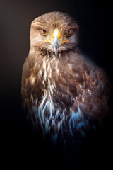 Aguila de Harris (Harris eagle)