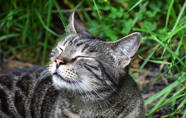 relaxing cat in the garden