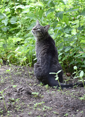 Naklejka na ściany i meble relaxing cat in the garden