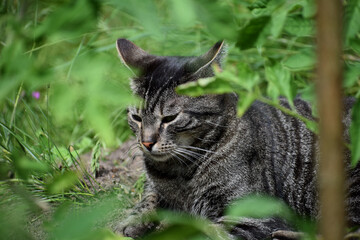 Obraz premium relaxing cat in the garden