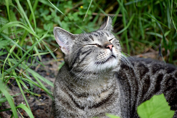 relaxing cat in the garden