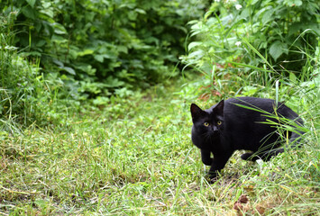 Obraz na płótnie Canvas Black cat in the garden