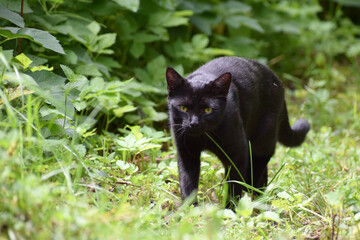 Black cat in the garden