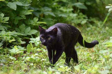 relaxing cat in the garden