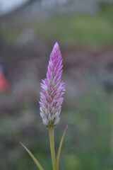 Potrait of celosia argentea in the dusk with blurry garden background
