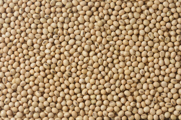 The background is full of soybean seeds.