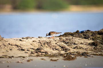 Ruddy Turnstone bird - breeding plumage - on a shore standing lonely