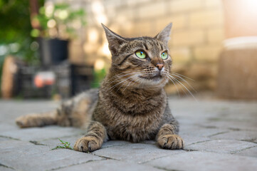 Cute cat is resting in the yard. Cat lies and basks in the sun. The cat is resting on a track in the yard.