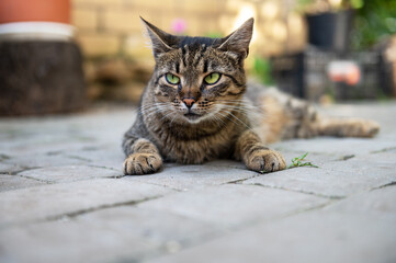 Cute cat is resting in the yard. Cat lies and basks in the sun. The cat is resting on a track in the yard.