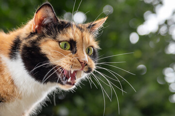 Cat aggression. Angry homeless cat hissing.