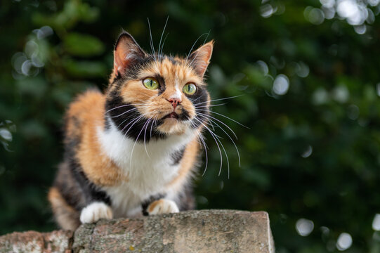 Cat is resting sitting on the fence. Homeless cat is lying on the fence.