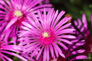 ピンクの花マツバギク