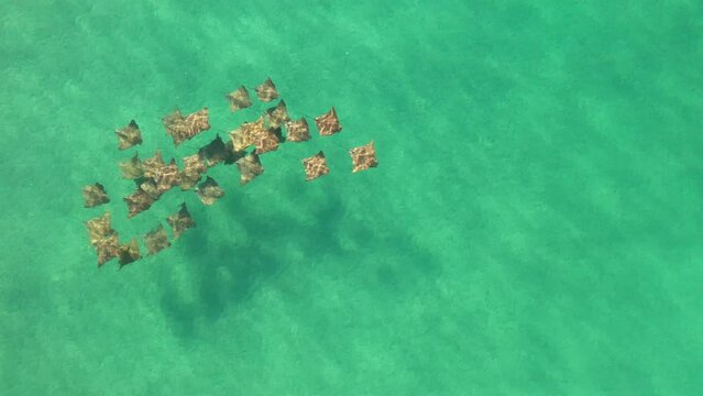 Aerial view of a pod of ray swimming and gently migrating in the crystal clear waters of the Pacific Ocean.