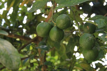 Beauty of Close Up Nature