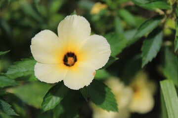 Beauty of Close Up Nature