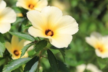 Beauty of Close Up Nature