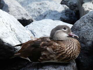 duck on the rocks