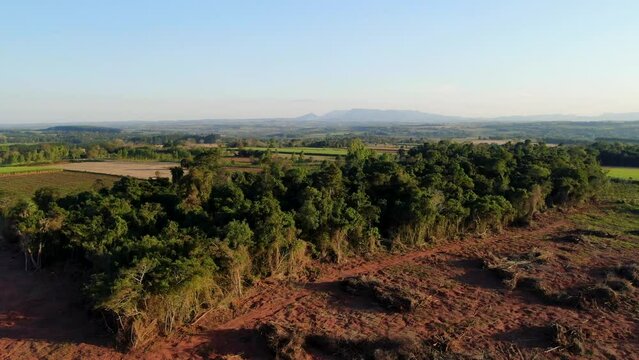 Cleared jungle in south america next to monocultures of sugar cane - loosing nature