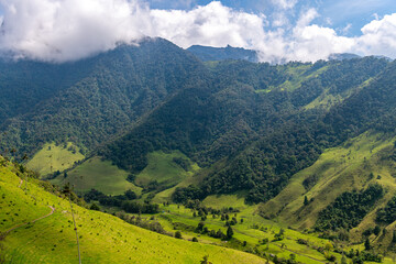 Obraz premium Scenic landscape of tall wax palm trees in Cocora Valley, Salento,Quindio, Colombia, South America