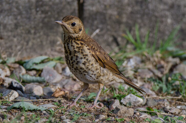 Singdrossel in urbaner Umgebung